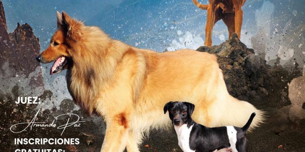 I CONCURSO CANINO BREÑA ALTA