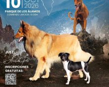 I CONCURSO CANINO BREÑA ALTA